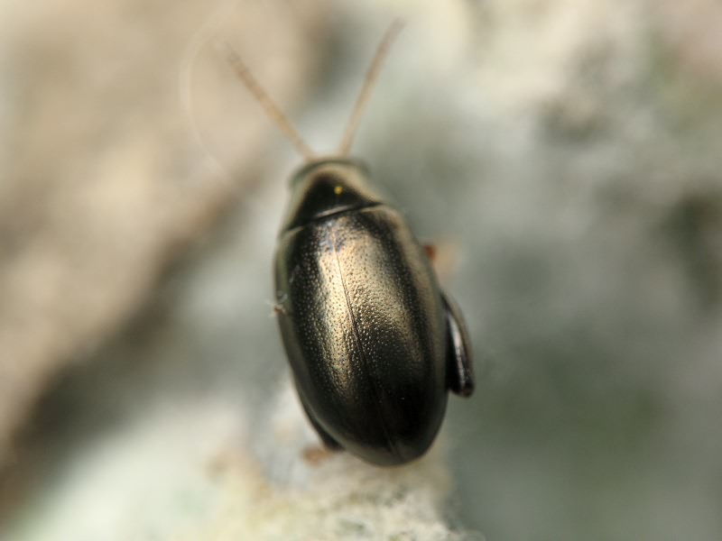 Dibolia schillingii (Letzner, 1847)